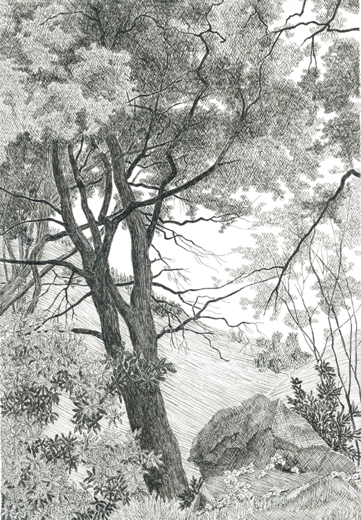 View through trees, Stebbins Cold Canyon Reserve